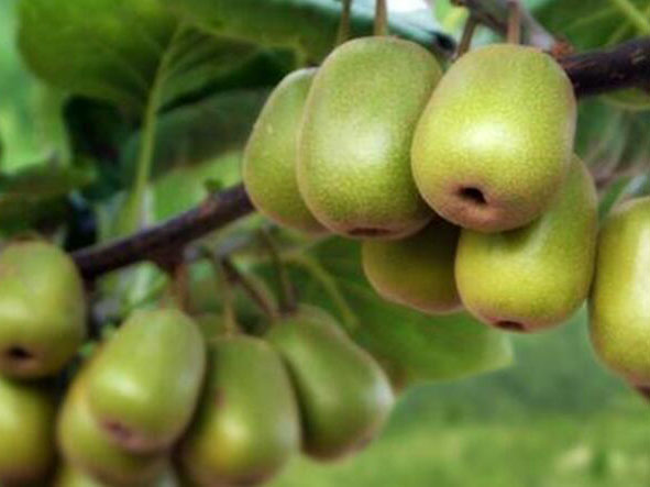 西峡猕猴桃主栽品种