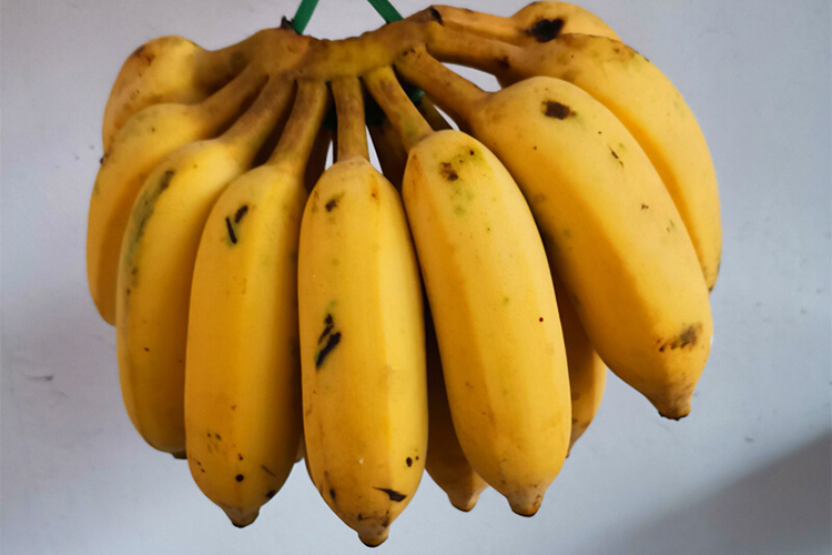 高州香蕉图片