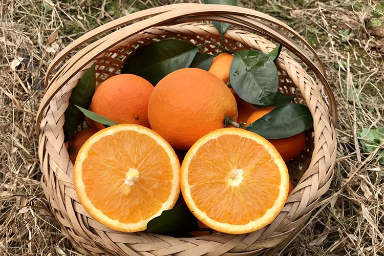 便秘吃什么水果好之橙子