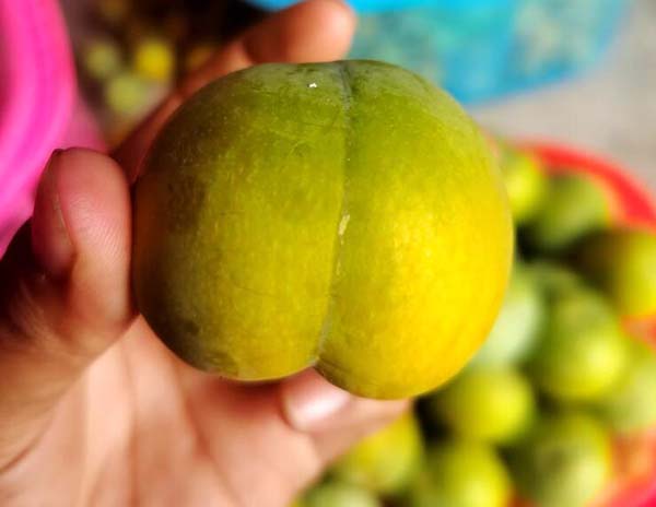 镇宁蜂糖李种植面积