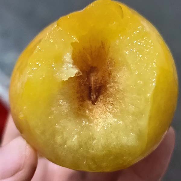 炎陵奈李怎么是空心的