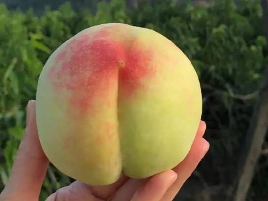 阳山水蜜桃