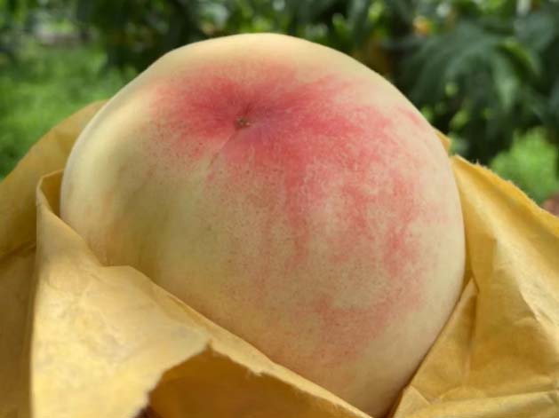 阳山水蜜桃介绍