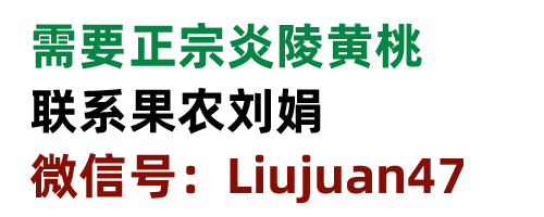 炎陵黄桃采摘园