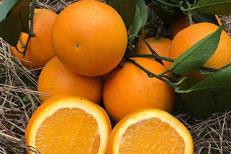 橙子图片（1）