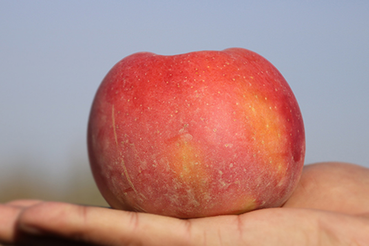 阿克苏冰糖心苹果的生长环境图片