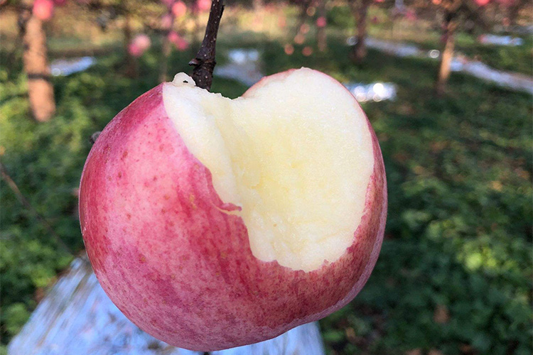 陕西洛川红富士苹果多少钱一斤