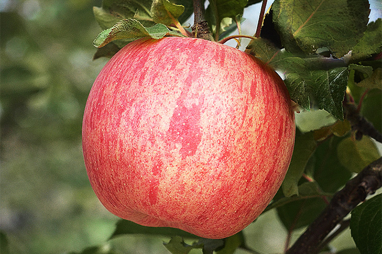 陕西洛川红富士苹果图片