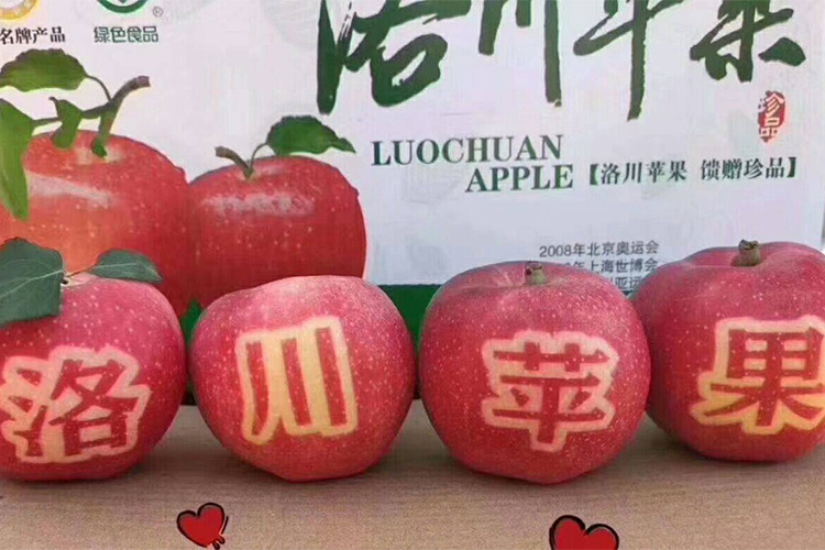 陕西洛川红富士苹果图片