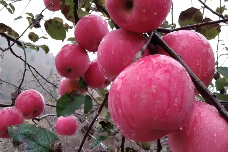 苹果图片