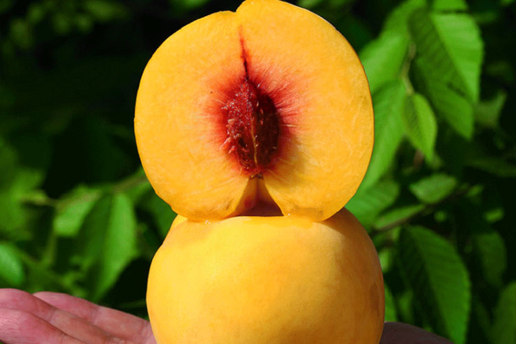 江陵三湖黄桃是什么品种