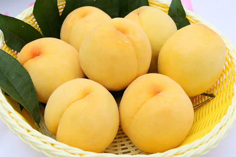 炎陵黄桃多少钱一斤