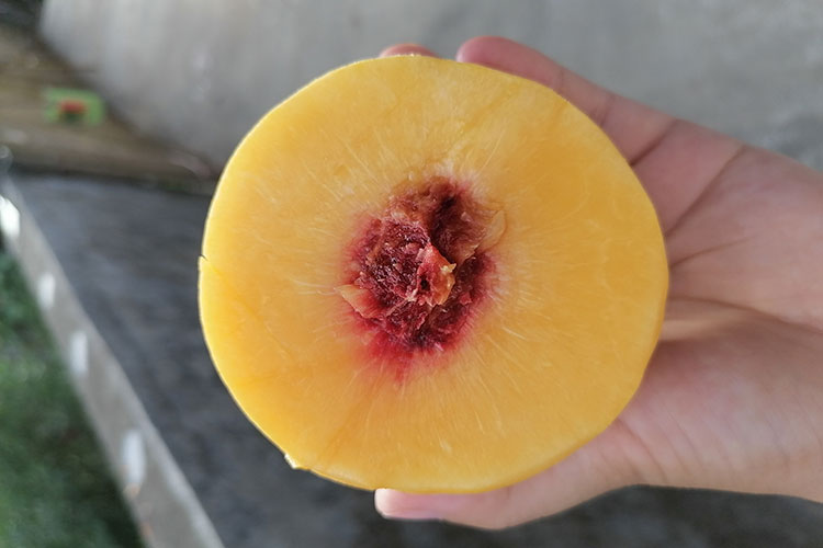 炎陵黄桃多少钱一斤